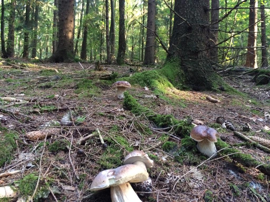 Casa Meloni Lejlighed Bad Sachsa Værelse billede